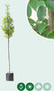 Zuil haagbeuk | Carpinus betulus 'Fastigiata' 10-14 cm 180-200 cm| Bomenbezorgd.nl