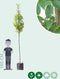 Zuil haagbeuk | Carpinus betulus 'Fastigiata' 10-14 cm 180-200 cm| Bomenbezorgd.nl
