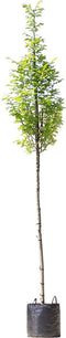 Zuil haagbeuk | Carpinus betulus 'Fastigiata' 10-14 cm 180-200 cm| Bomenbezorgd.nl