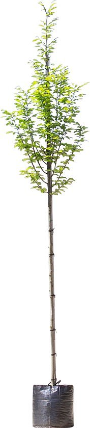 Zuil haagbeuk - Carpinus betulus ‘Fastigiata’ 200 - 300 cm totaalhoogte (6 - 10 cm stamomtrek)