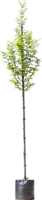 Zuil haagbeuk - Carpinus betulus ‘Fastigiata’ 200 - 300 cm totaalhoogte (6 - 10 cm stamomtrek)