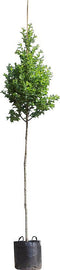 Zuil krentenboom Amelanchier can. Rainbow Pillar 350 cm