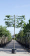 Zuil leihaagbeuk 150 cm | Carpinus betulus 'Fastigiata' 6-10 cm 150 cm| Bomenbezorgd.nl