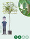 Zuil leihaagbeuk 150 cm | Carpinus betulus 'Fastigiata' 6-10 cm 150 cm| Bomenbezorgd.nl