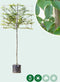 Zuil leihaagbeuk 150 cm | Carpinus betulus 'Fastigiata' 6-10 cm 150 cm| Bomenbezorgd.nl