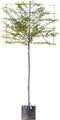 Zuil leihaagbeuk 150 cm | Carpinus betulus 'Fastigiata' 6-10 cm 150 cm| Bomenbezorgd.nl