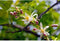 Zure citroen boom Citrus limon h 150 cm st. omtrek 25 cm