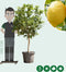 Zure citroen boom Citrus limon h 150 cm st. omtrek 25 cm