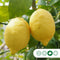 Zure citroen boom Citrus limon h 150 cm st. omtrek 25 cm