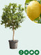 Zure citroen boom Citrus limon h 150 cm st. omtrek 25 cm