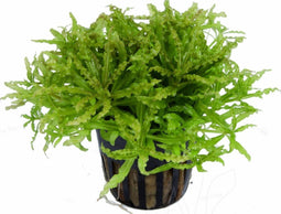 Eg pogostemon helferi nr89