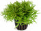 Eg pogostemon helferi nr89
