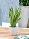 Sanseveria, vrouwentong - Set van 2 - Fachjan - Groene Plant- Hoogte 50 cm