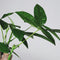 Plant in a Box - Pachira Aquatica - Kamerplant - Geldboom - Pot 24cm - Hoogte 100-120cm