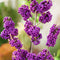 Plant in a Box - Callicarpa bodinieri 'Profusion' - struik - pot 19cm - hoogte 50-60cm