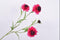 Silk-ka Kunstbloem-Zijden Bloem-Scabiosa Tak Beauty Zijde Paars-Roze 80 cm