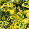 Plants by Frank | 1 strekkende meter gele Kardinaalsmuts heg | 6x Euonymus fortunei 'Emerald Gold' Ø12 cm - 20 cm | winterharde haagplanten | Wintergroene haag | Tuinplanten | Planten