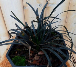 Zwart gras 30 cm