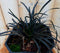 Zwart gras 30 cm
