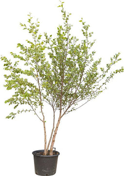 Zwarte berk meerstammig Betula Nigra 225 cm