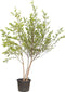 Zwarte berk meerstammig Betula Nigra 225 cm