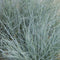 Zwenkgras (Festuca) glauca | 1 stuk | groenblijvende vaste plant | wintergroen | 11x11 cm Kwekerspot | Geschikt voor in Pot | winterhard | Geel