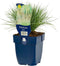 Zwenkgras (Festuca) glauca | 1 stuk | groenblijvende vaste plant | wintergroen | 11x11 cm Kwekerspot | Geschikt voor in Pot | winterhard | Geel