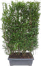 Hedge to Go - Ligustrum ovalifolium Haag