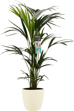Decorum Kentia Palm - Elho brussels soap – ↨ 100cm – ⌀ 21cm