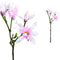 PTMD Magnolia Flower Japanse Magnolia Kunsttak - 23x23x63 cm - Roze