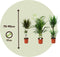 Plant in a Box - XL Indoor Palm Mix - Mix van 3 - Groene kamerplanten - Palmen - Areca, Dracaena, Yucca - Pot 17cm - Hoogte 70-90cm