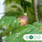 Perzische Slaapboom Albizia julibrissin 375 cm