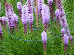 Nature Plantensteun Set 3 Ringen Groen - Klim-En Geleide Artikel - Ø40 cm