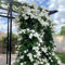 Plant in a Box - Mandeville 'Rio White' - Dipladenia - Bloeiende tuinplant - Klimplant - Terras- en balkon plant - Pot 17cm - Hoogte 60-70cm