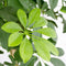Schefflera arboricola ‘Compacta’ in grijze sierpot (vaas Nova concrete) - Hoogte ↕ 120cm - pot ∅ 29cm