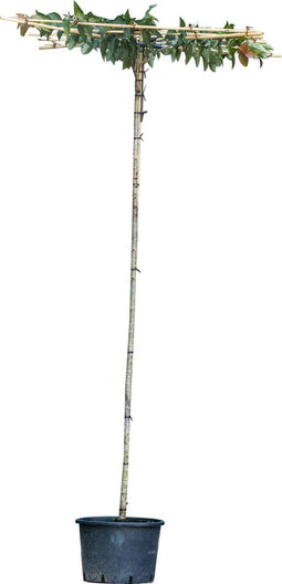 Japanse sierkers als dakboom 200-220 cm stamhoogte | Prunus serrulata 'Kanzan' 200-220 cm| Bomenbezorgd.nl