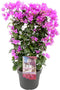 Plant in a Box - Bougainvillea 'Alexandra' - Paarse bladeren - Klimplant - Tuinplant - Pot 17cm - Hoogte 50-60cm