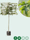 Moeraseik leiboom 200 cm | Quercus palustris 10-14 cm 200 cm| Bomenbezorgd.nl
