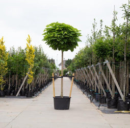 Bolcatalpa Volgroeid | Catalpa bignonioides 'Nana' 20-25 cm 220 cm| Bomenbezorgd.nl