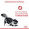 Royal Canin Digestive Care - Kattenvoer - 10 kg