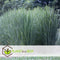 Plant in a Box - Panicum virgatum - Set van 2 - Panicum northwind siergras winterhard - Pot 23cm - Hoogte 40-60cm