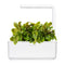 Click and Grow Bloody Sorrel Plant Pods