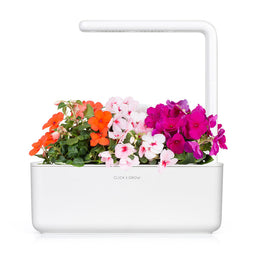 Click and Grow Busy Lizzie Plant Pods