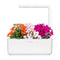Click and Grow Busy Lizzie Plant Pods