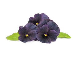 Click and Grow Black Pansy Plant Pods