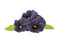 Click and Grow Black Pansy Plant Pods