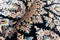 Hadorn 150x150 Nain 9-La