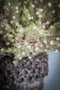 PTMD Garden Flower Mini Juniperus Artificial Branch - 37 x 17 x 64 cm - Green