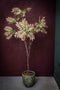 PTMD Johannes Broodboom Artificial plant - 147 x 88 x 210 cm - Green/purple