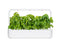 Click and Grow Basil Plant Pods